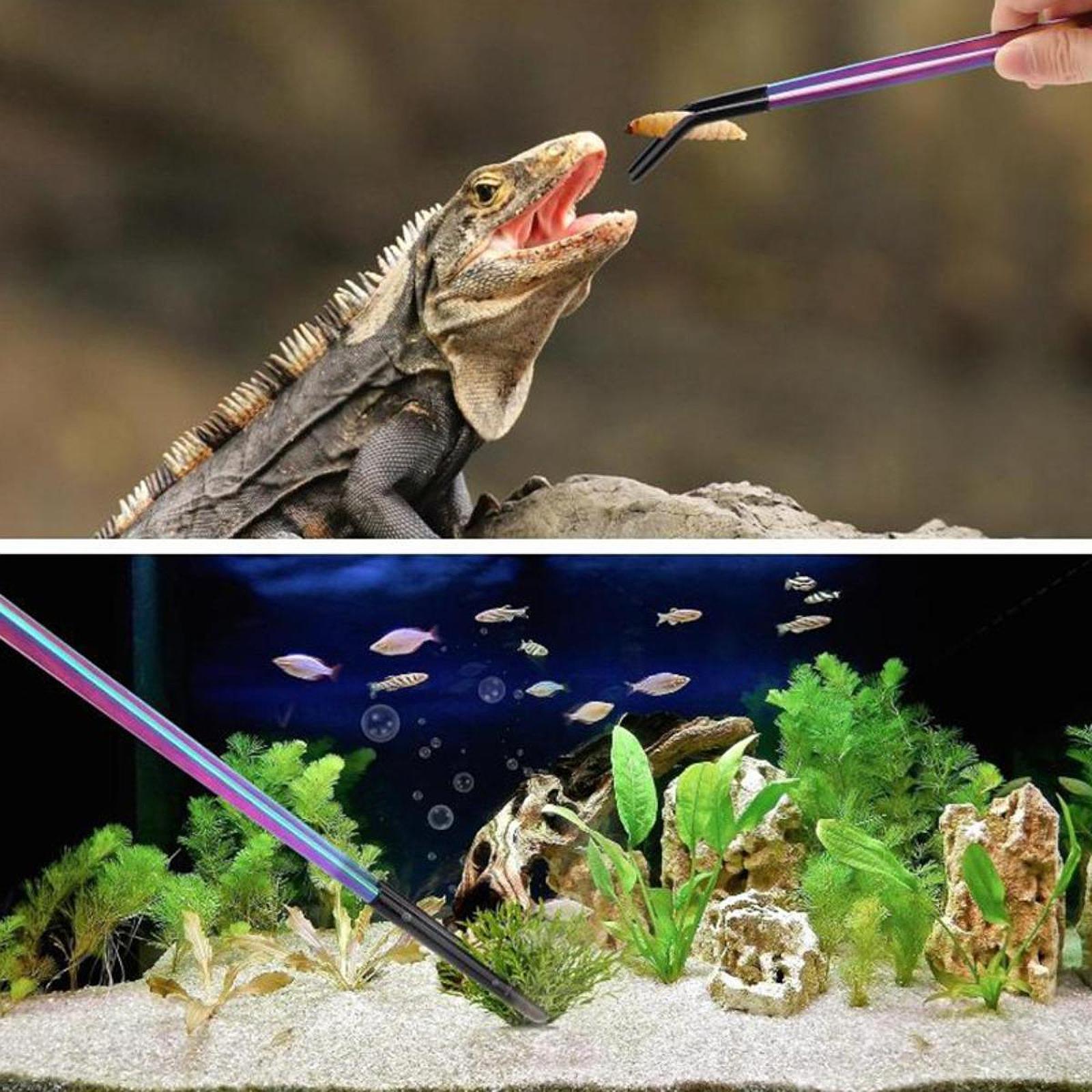 Terrarium Reptile Feeder Tongs - đánh giá và giá Feeding Tong Stainless
