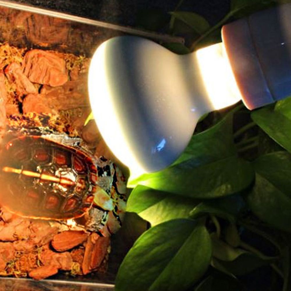Lizard Temperature Controller  - đánh giá và giá Basking Bulb Halogen