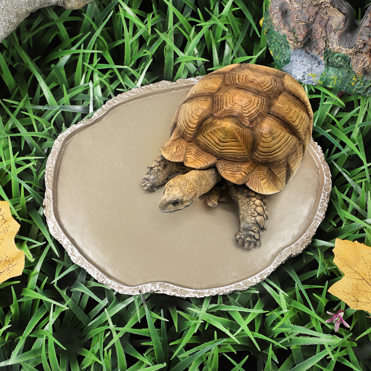 Pets Feeding Plate Reptile Fee - đánh giá và giá Water Dish Reptile