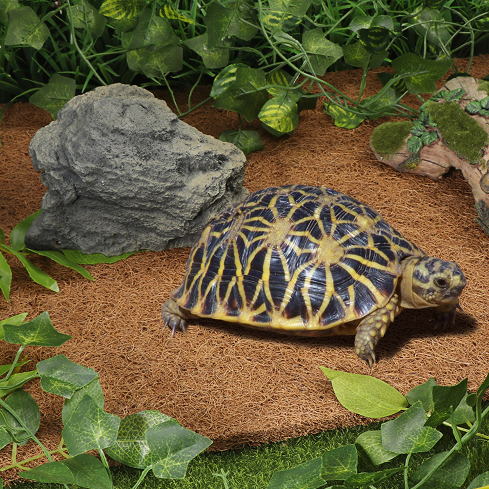 Reptile Terrarium Bedding Subs - đánh giá và giá Substrate Coconut Fiber