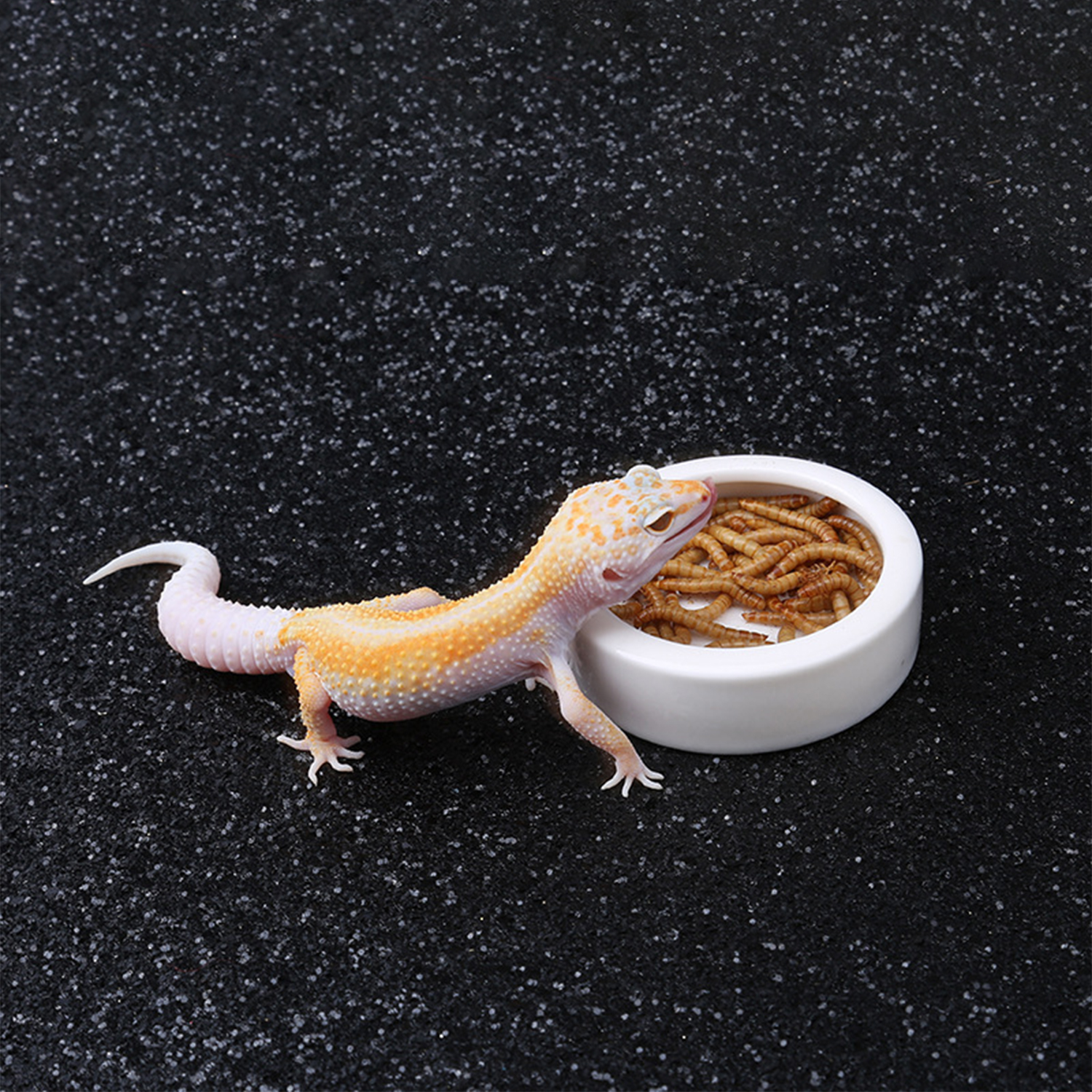 Reptile Food Bowl Feeding and  - đánh giá và giá Water Dish Reptile