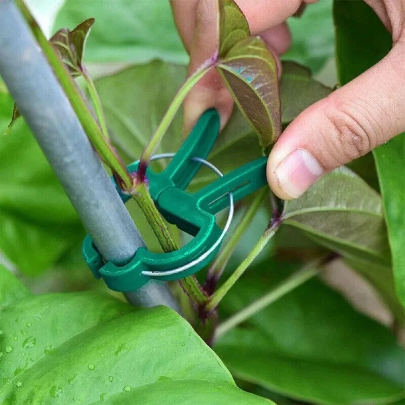 50 Reusable Plant Fixed Clips, - đánh giá và giá Vine Climbing Plastic